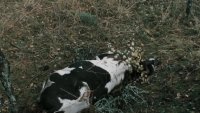 Нда. Понимаю. Вот судьба: и на самолете летала | Особенности национальной охоты